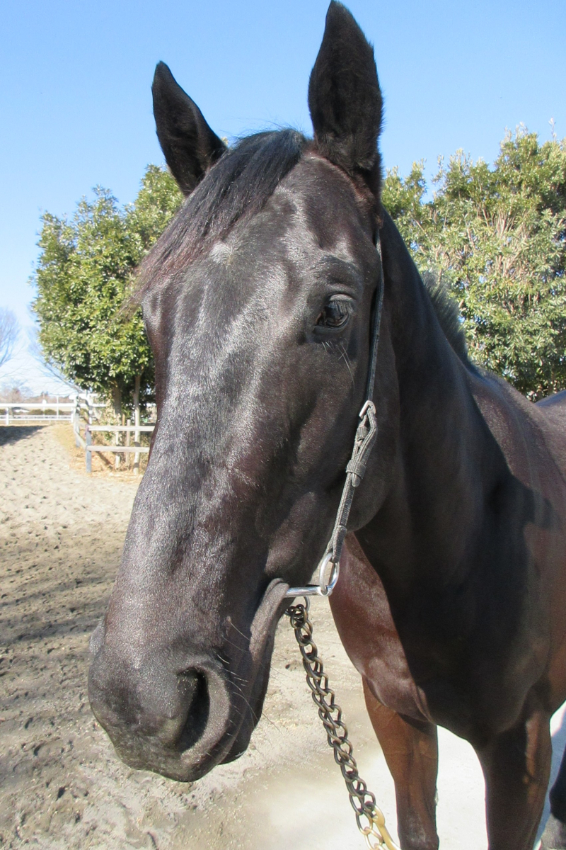 エンポリオ 牡3歳 ※中央競馬 登録抹消（未出走