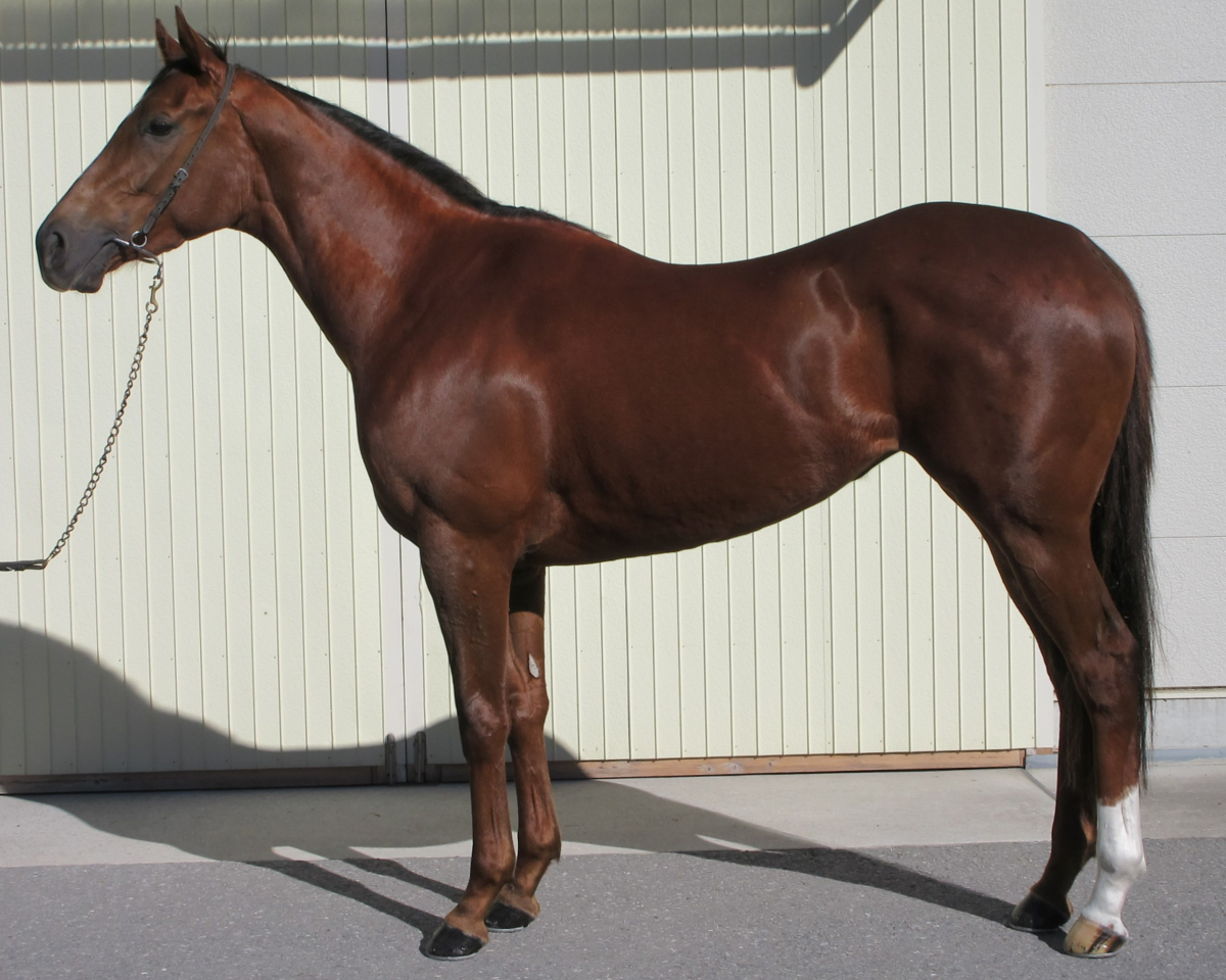 【オープニングセール】 インディーフィルム 牝3歳 ※中央競馬 登録抹消 | サラブレッド コレクション