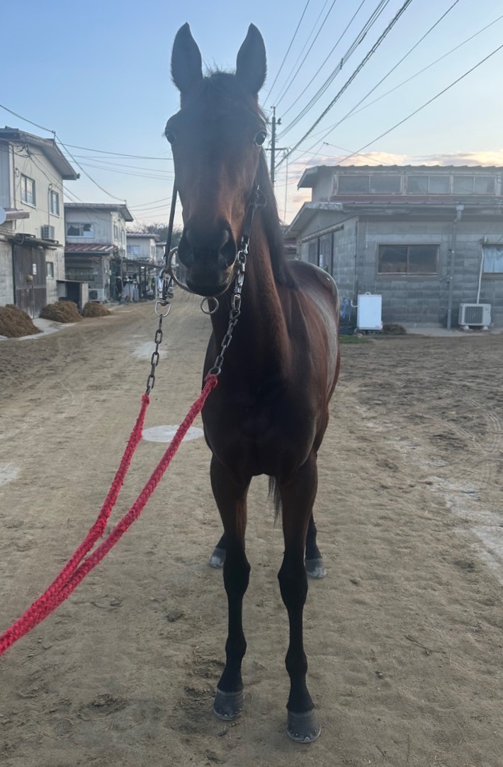 DIY競馬プログラミング　IPAT編／My競馬ライフ for MS Access 地方競馬予想AI作成1(スクレイピング編)｜k-oku