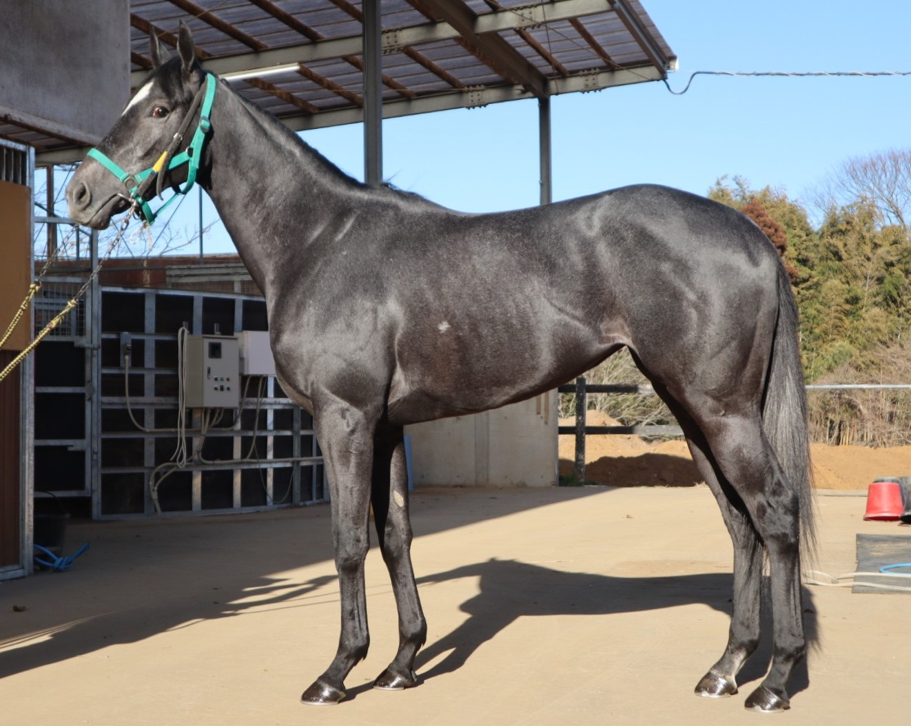 コスモフィネス 牝3歳 ※中央競馬 登録抹消 | サラブレッドオークション