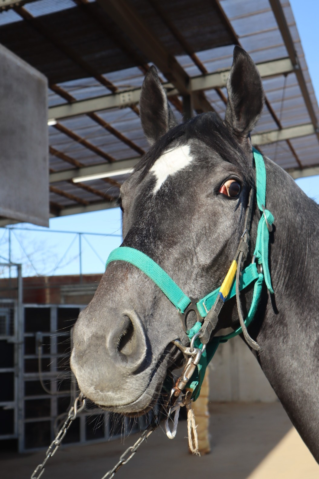 コスモフィネス 牝3歳 ※中央競馬 登録抹消 | サラブレッドオークション