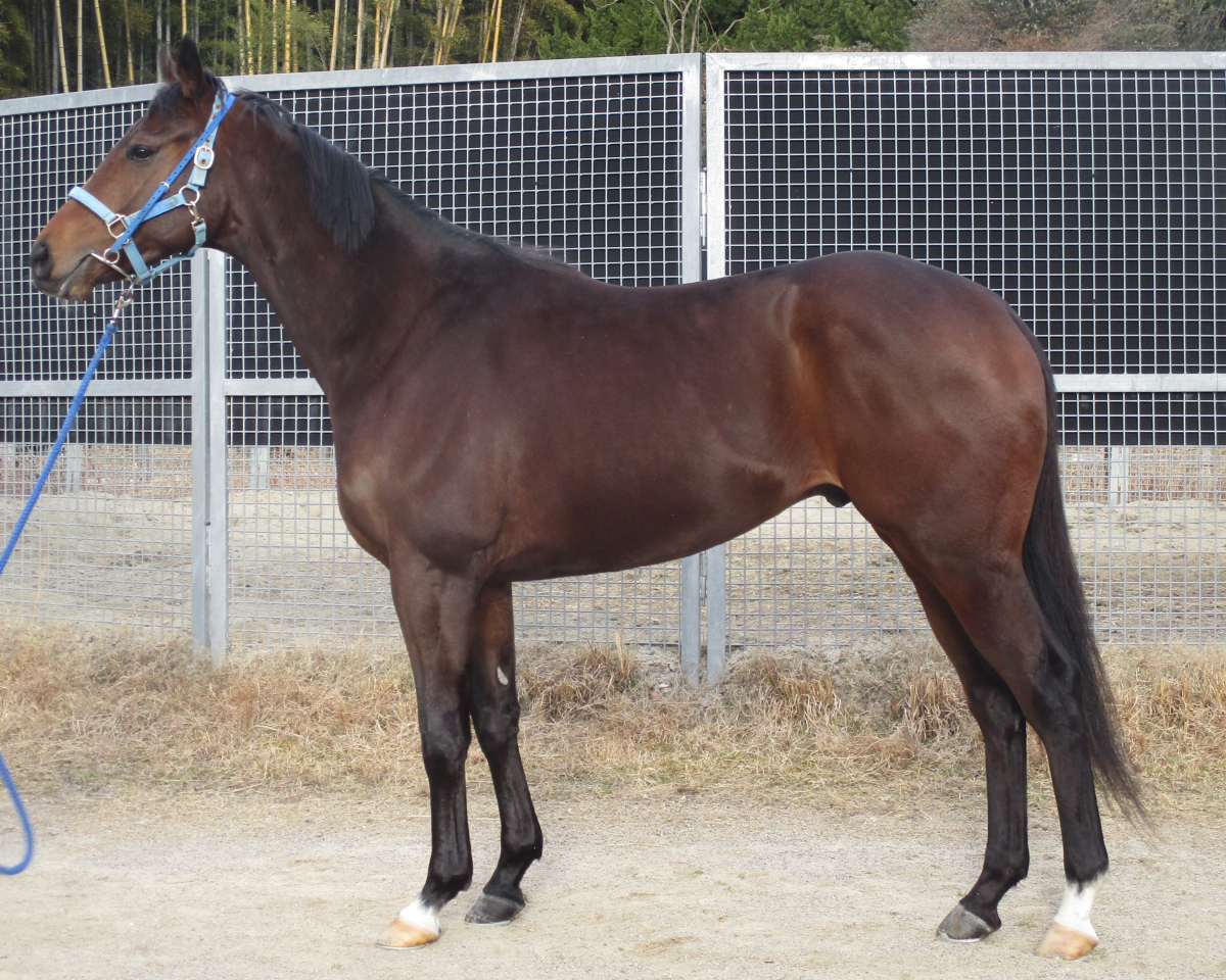 楽天市場】競馬 サラブレの通販
