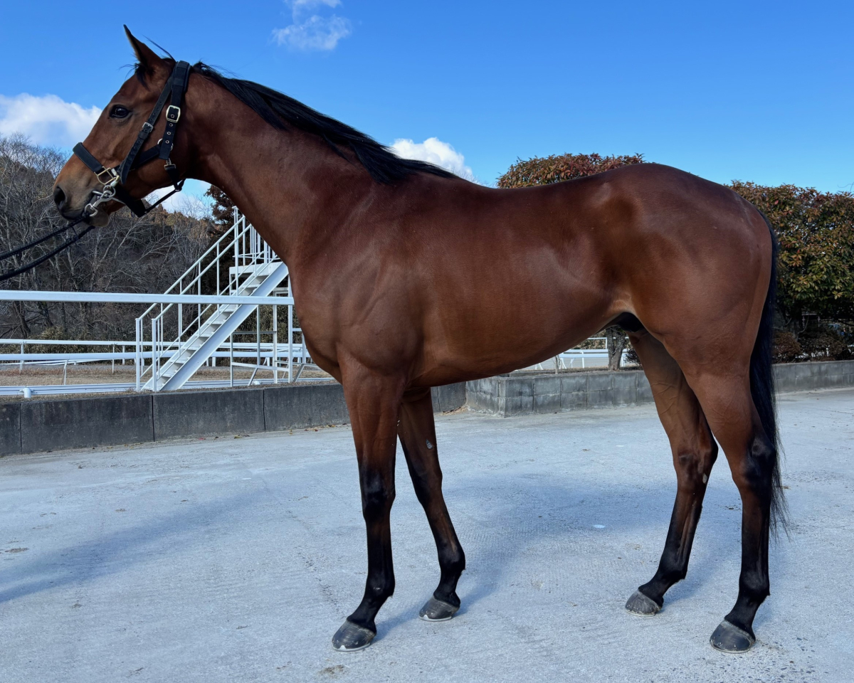 コントリビュート 牡3歳 ※中央競馬 登録抹消 | サラブレッド