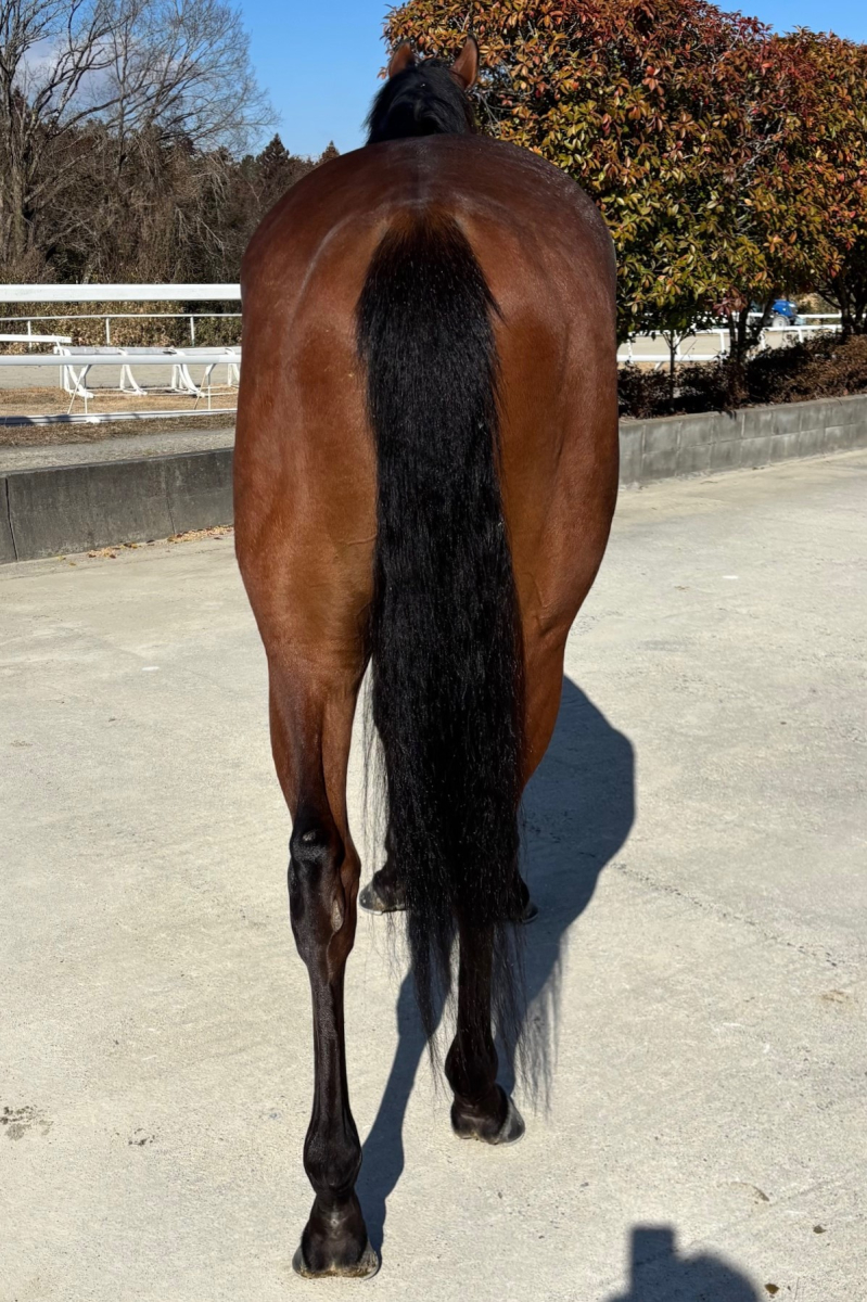 コントリビュート 牡3歳 ※中央競馬 登録抹消 | サラブレッド