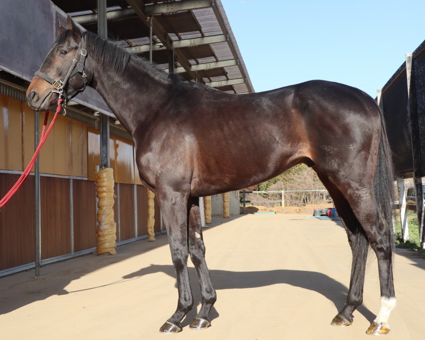 コスモヴィーコ 牡4歳 ※中央競馬 登録抹消 | サラブレッドオークション