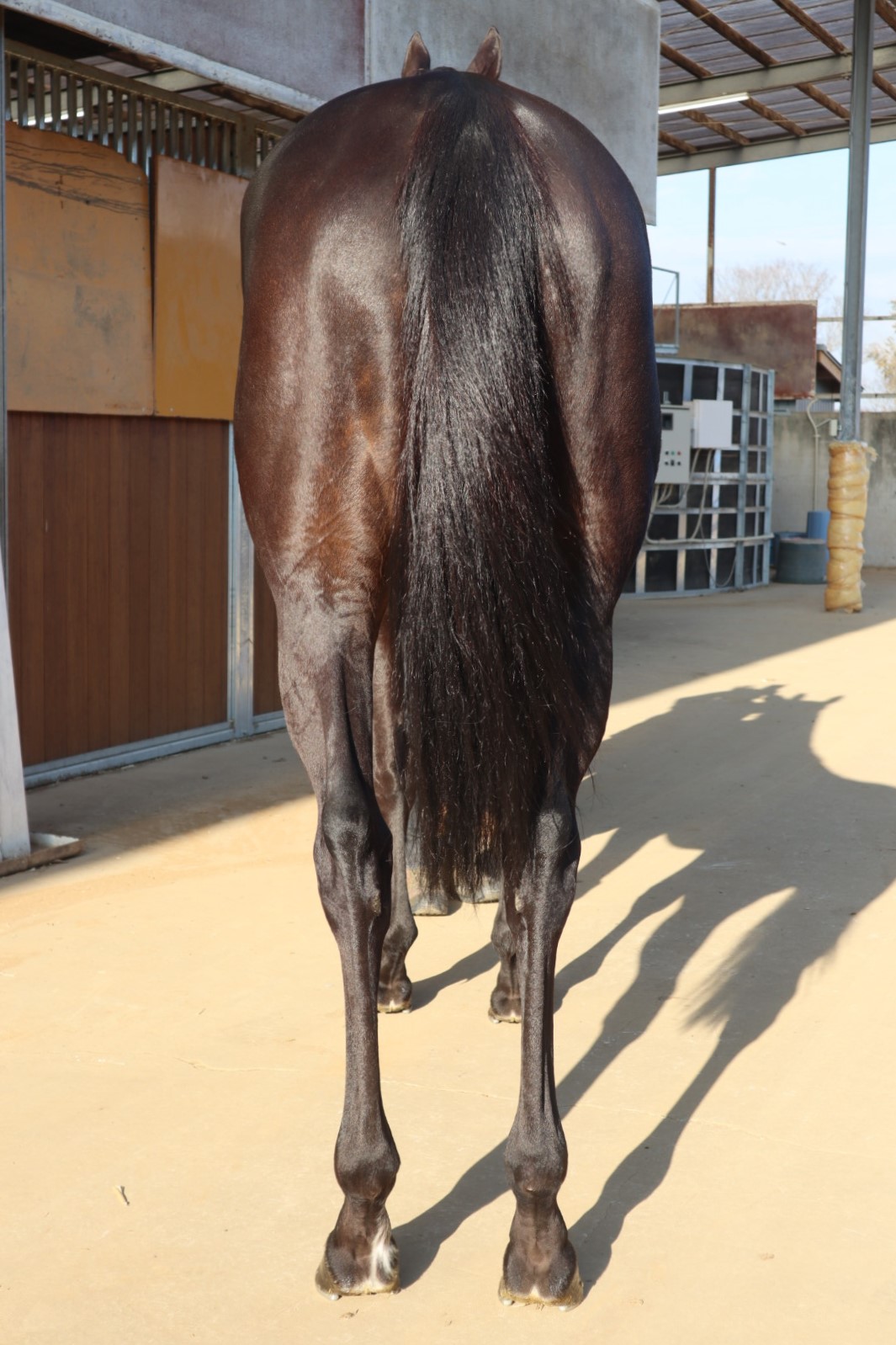 クリングラー 牝4歳 ※地方競馬 在籍 | サラブレッドオークション