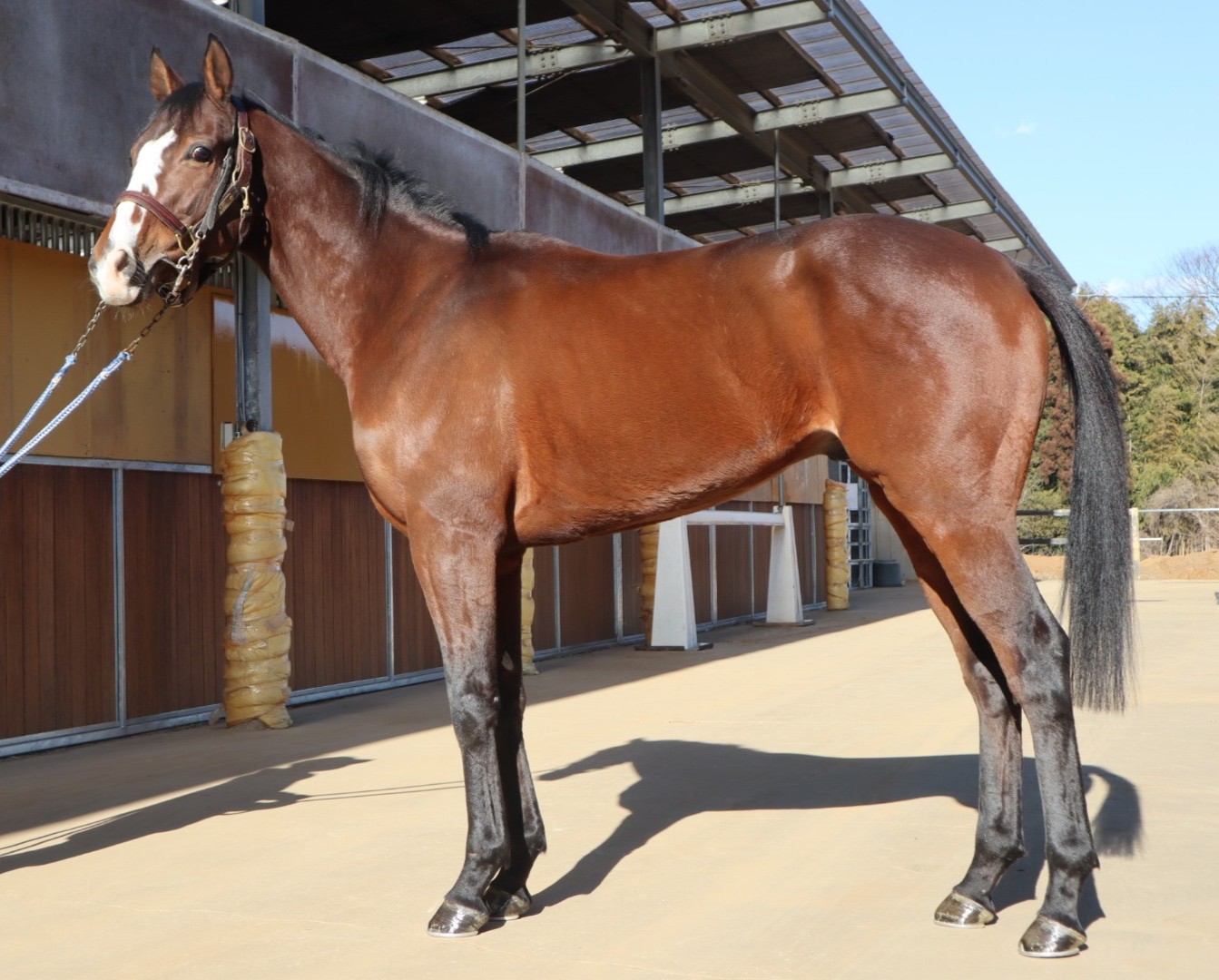 ナイトアウェイ セン4歳 ※中央競馬 登録抹消 | サラブレッド