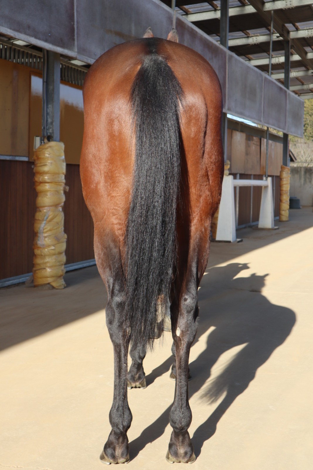 ナイトアウェイ セン4歳 ※中央競馬 登録抹消 | サラブレッド ナイトアウェイ セン4歳 ※中央競馬 登録抹消 | サラブレッド