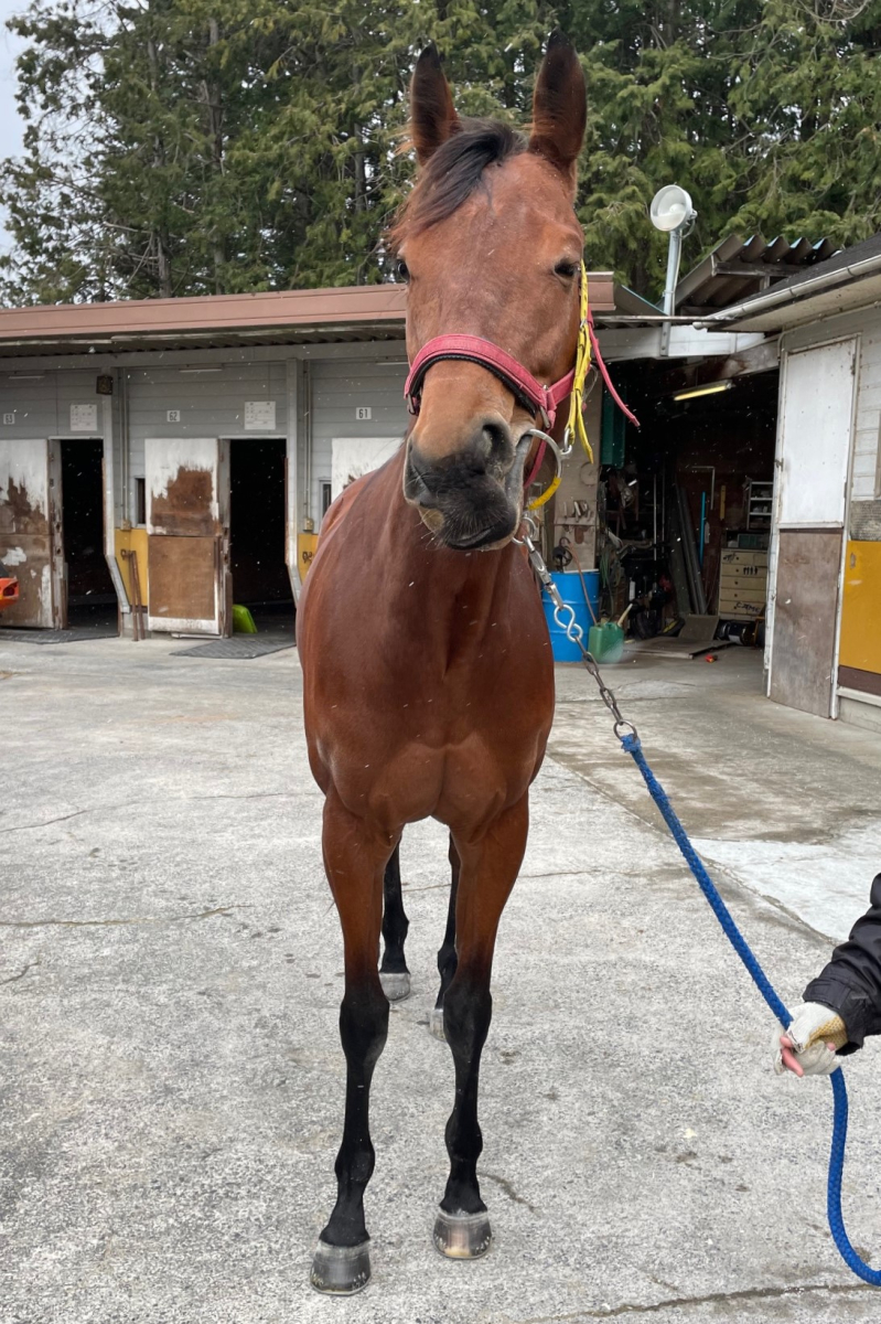 最終レースの法則: 中山雲水の虎の巻 競馬 | 中山 雲水 |本