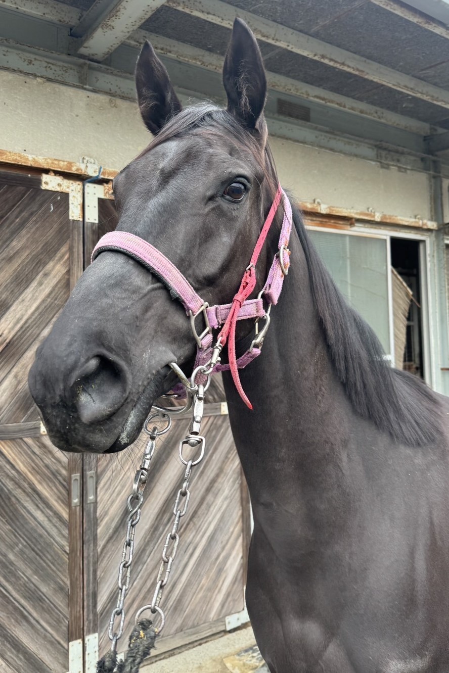 牧場ウマウマ GRANDAME-JAPAN優勝馬のふるさと／松浦牧場（グラーツィア号
