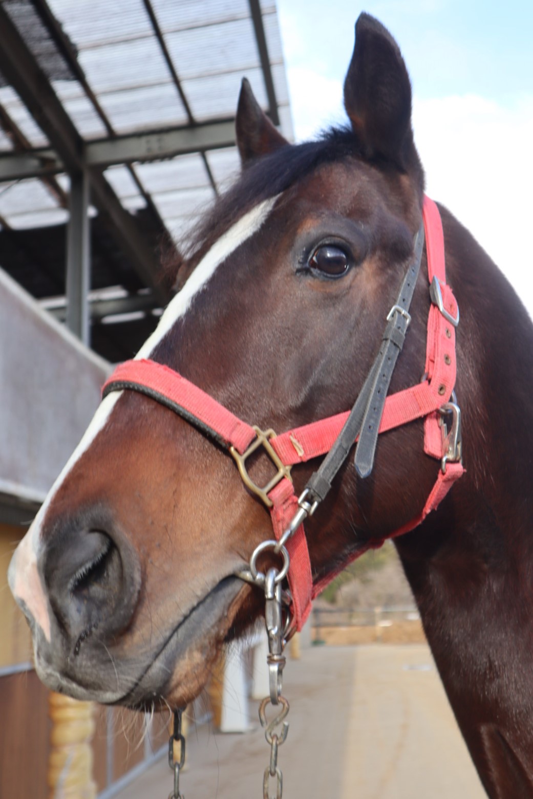 ふるさと納税で引退馬支援 HORSE PINS限定NFT 「サラブリボン