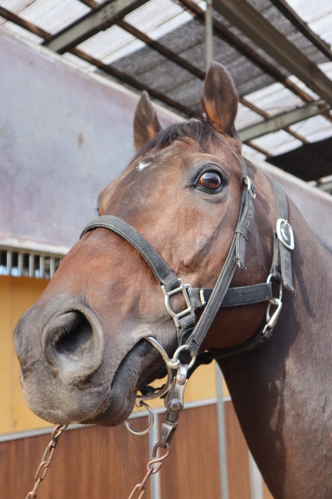 金津沙矢香 オブジェ　レア　入手困難　新品未使用 Artisane josse アルチザンヌ・ジョゼ 緑の財布 金運 小さい長