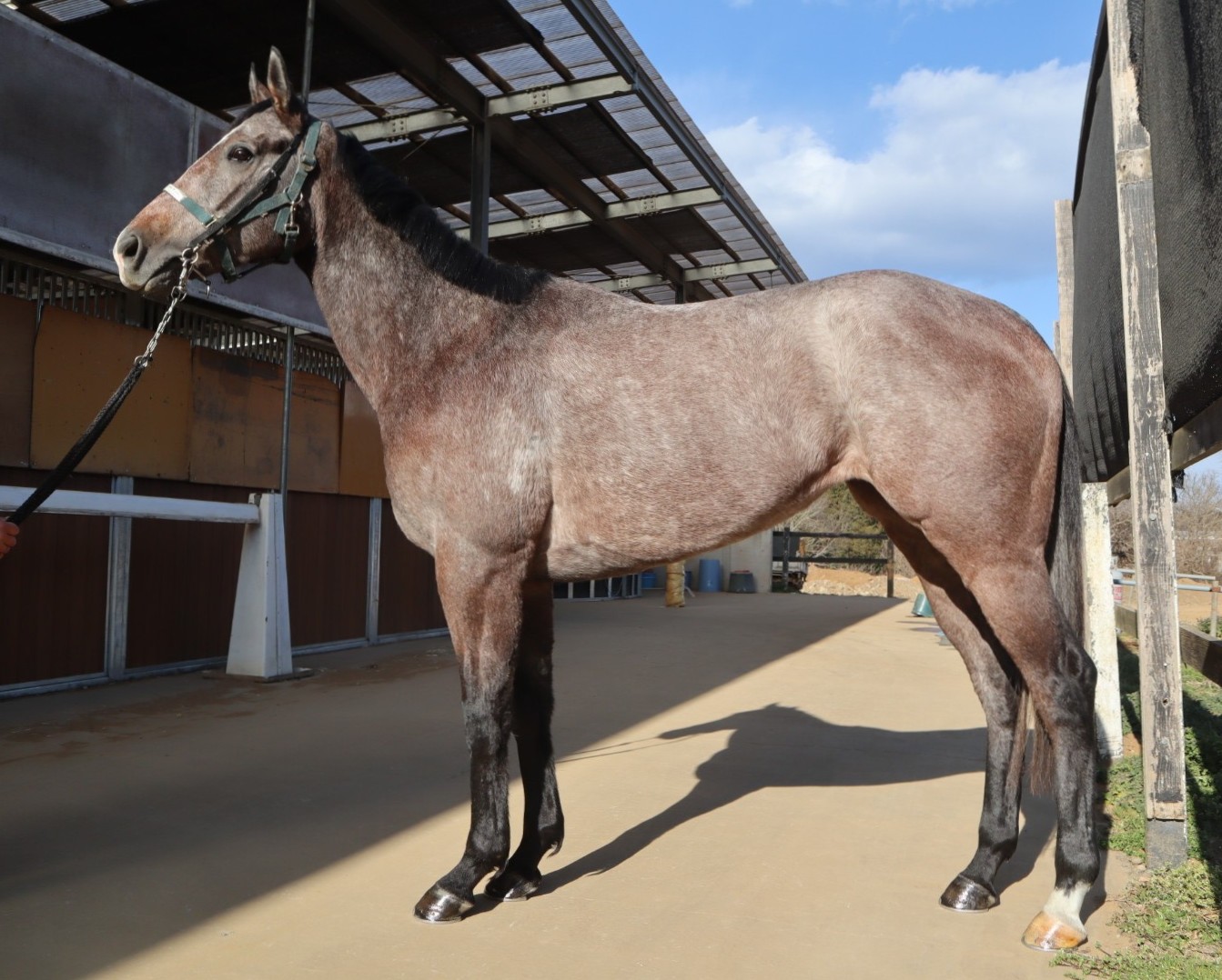 ウインラテアート 牝3歳 ※中央競馬 登録抹消 | サラブレッド