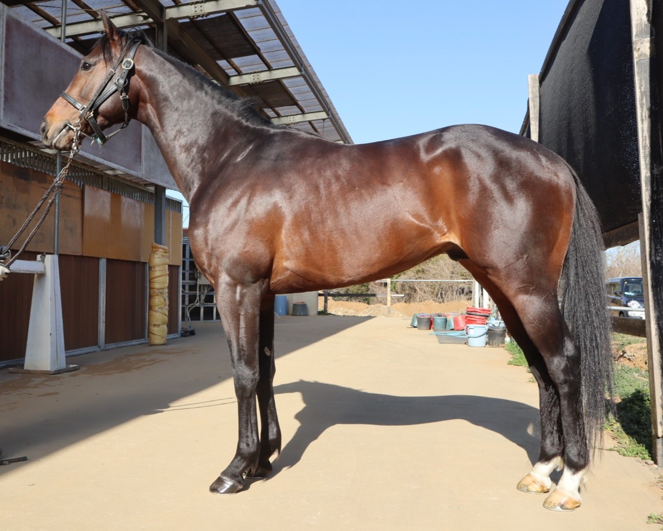 クァンタムリード 牡3歳 ※中央競馬 登録抹消 | サラブレッドオークション