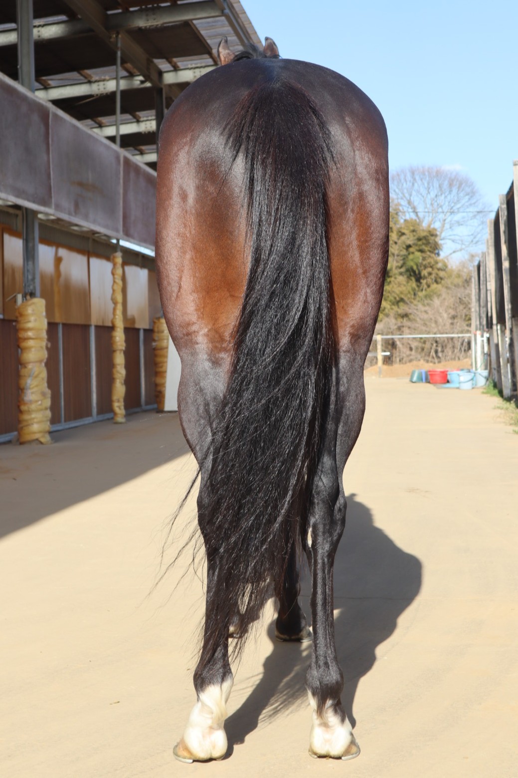 クァンタムリード 牡3歳 ※中央競馬 登録抹消 | サラブレッドオークション