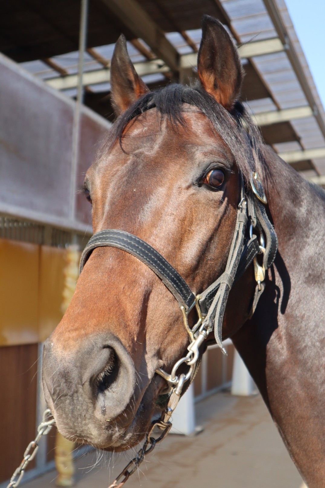 クァンタムリード 牡3歳 ※中央競馬 登録抹消 | サラブレッドオークション