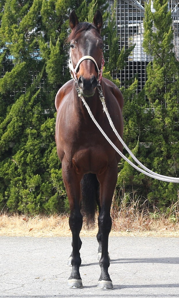 ボブズヤアンクル セン6歳 ※中央競馬 登録抹消 | サラブレッド