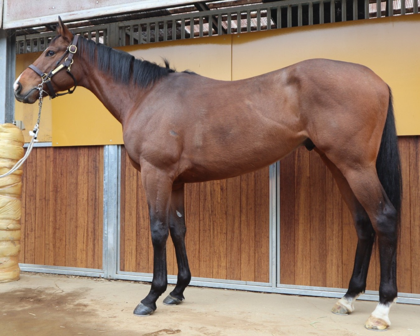 アルディマジオ 牡3歳 ※中央競馬 登録抹消 | サラブレッドオークション