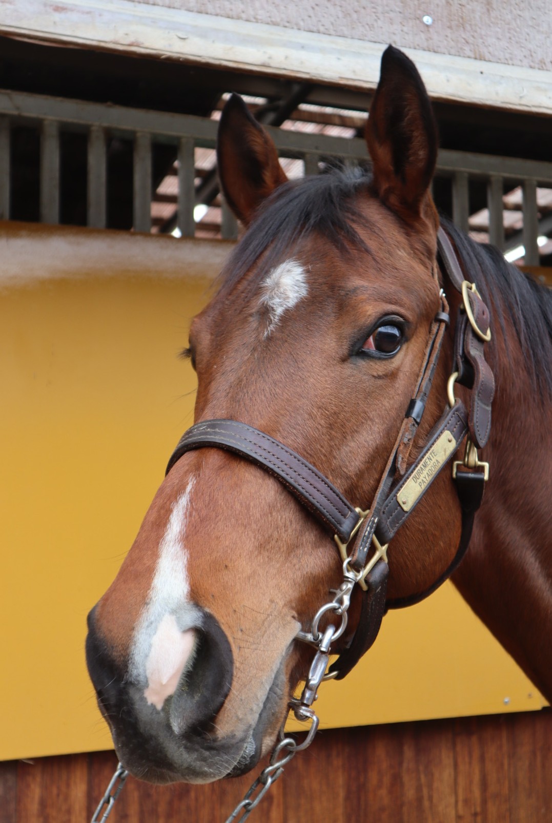アルディマジオ 牡3歳 ※中央競馬 登録抹消 | サラブレッドオークション