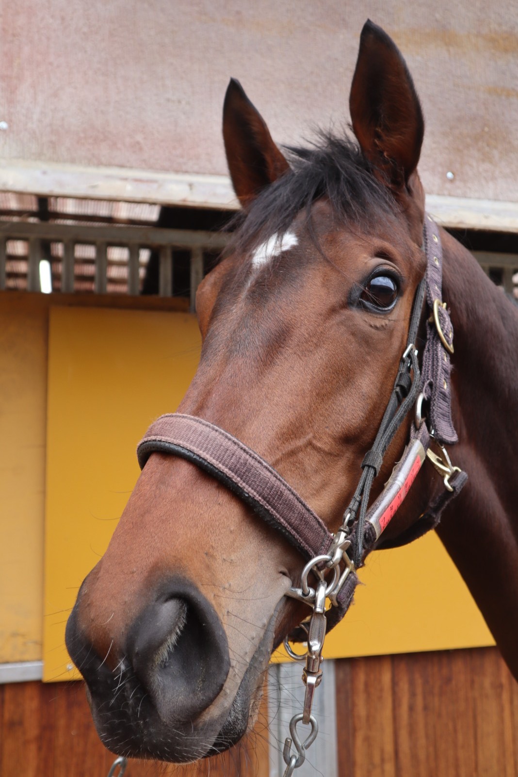 トップ フタリセゾン 牝3歳 サラブレッド | 登録抹消 ※中央競馬 工芸品