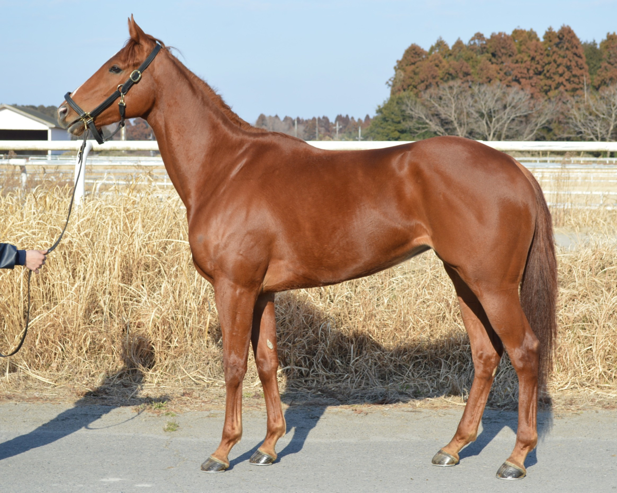 【中古】 競馬に勝つためのお作法８６/朝日ソノラマ/競馬サークル・ウーマン 競馬に勝つためのお作法86/朝日ソノラマ/競馬サークル・ウーマン