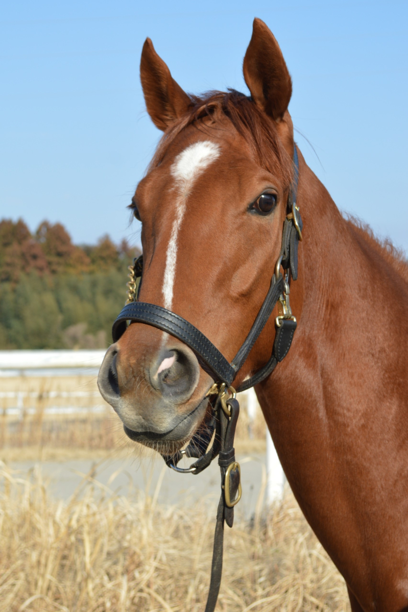 チャーミングドール 牝3歳 ※中央競馬 登録抹消 | サラブレッド