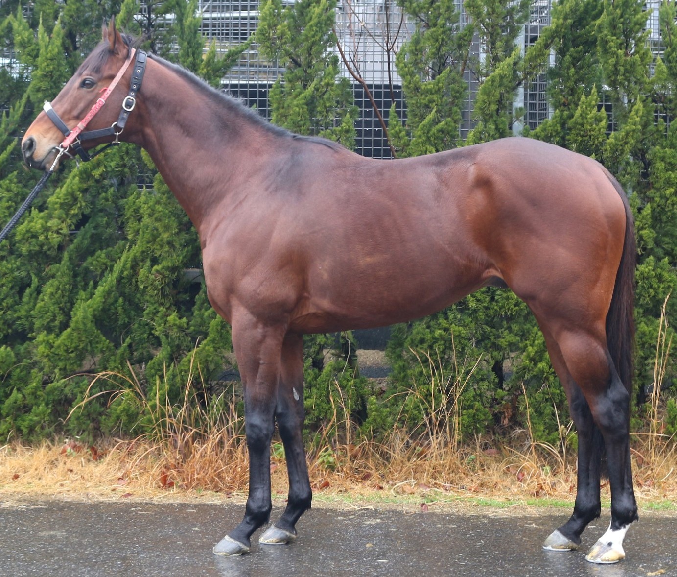 ウインバグース 牡6歳 ※中央競馬 登録抹消 | サラブレッド