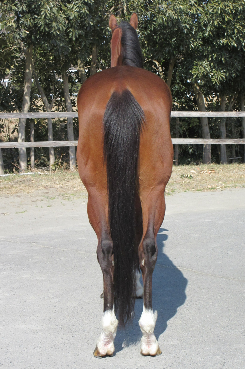 ダイボサツトウゲ 牡4歳 ※地方競馬 在籍 | サラブレッド