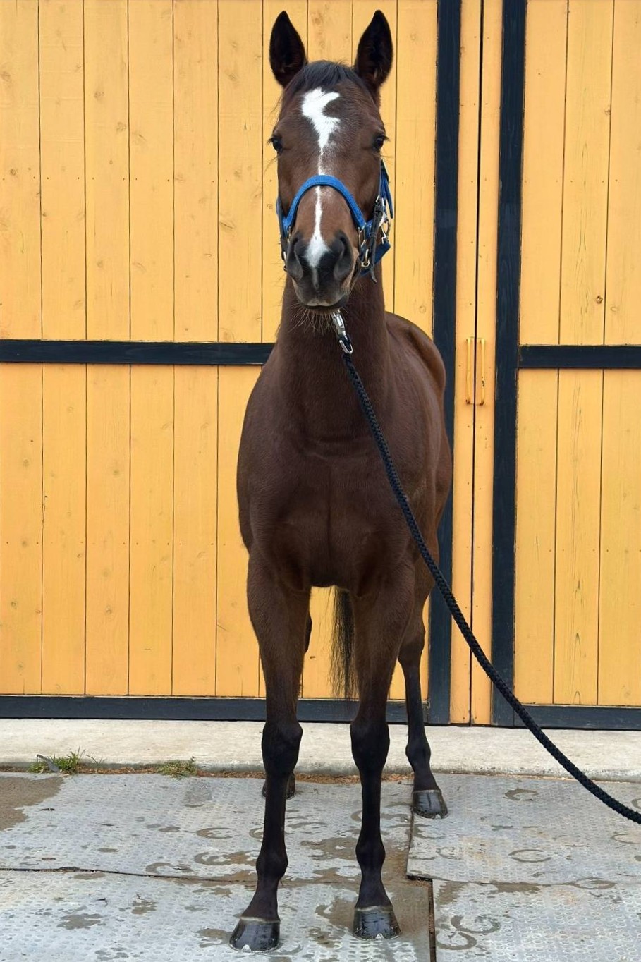アルティメット 牝4 ※地方競馬 在籍 | サラブレッドオークション