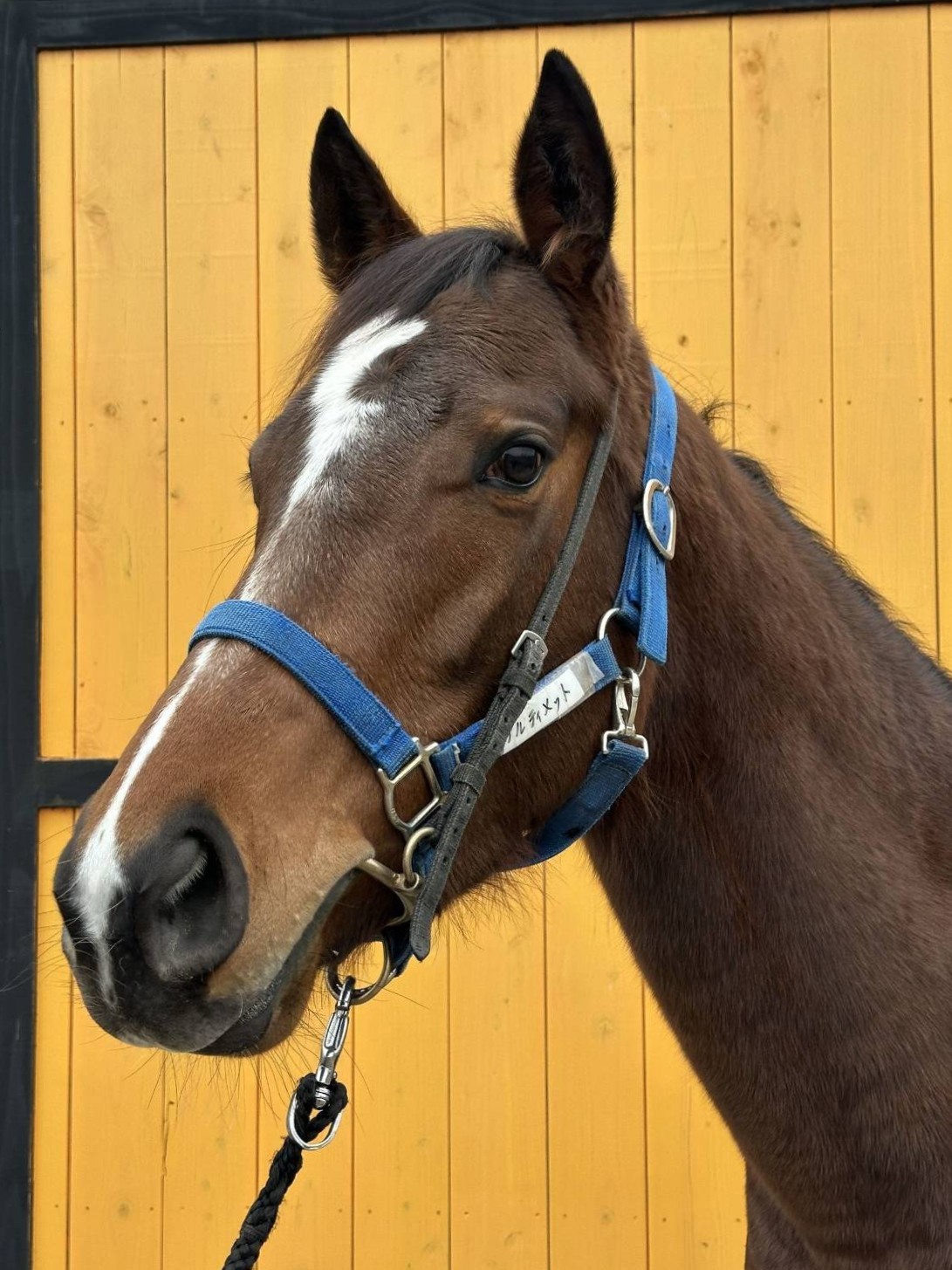 アルティメット 牝4 ※地方競馬 在籍 | サラブレッドオークション