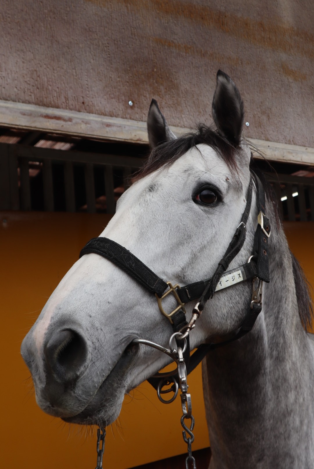 信頼も高い マイネルイージス サラブレッド | 登録抹消 ※中央競馬 牡6歳 スチールラック・メタルラック