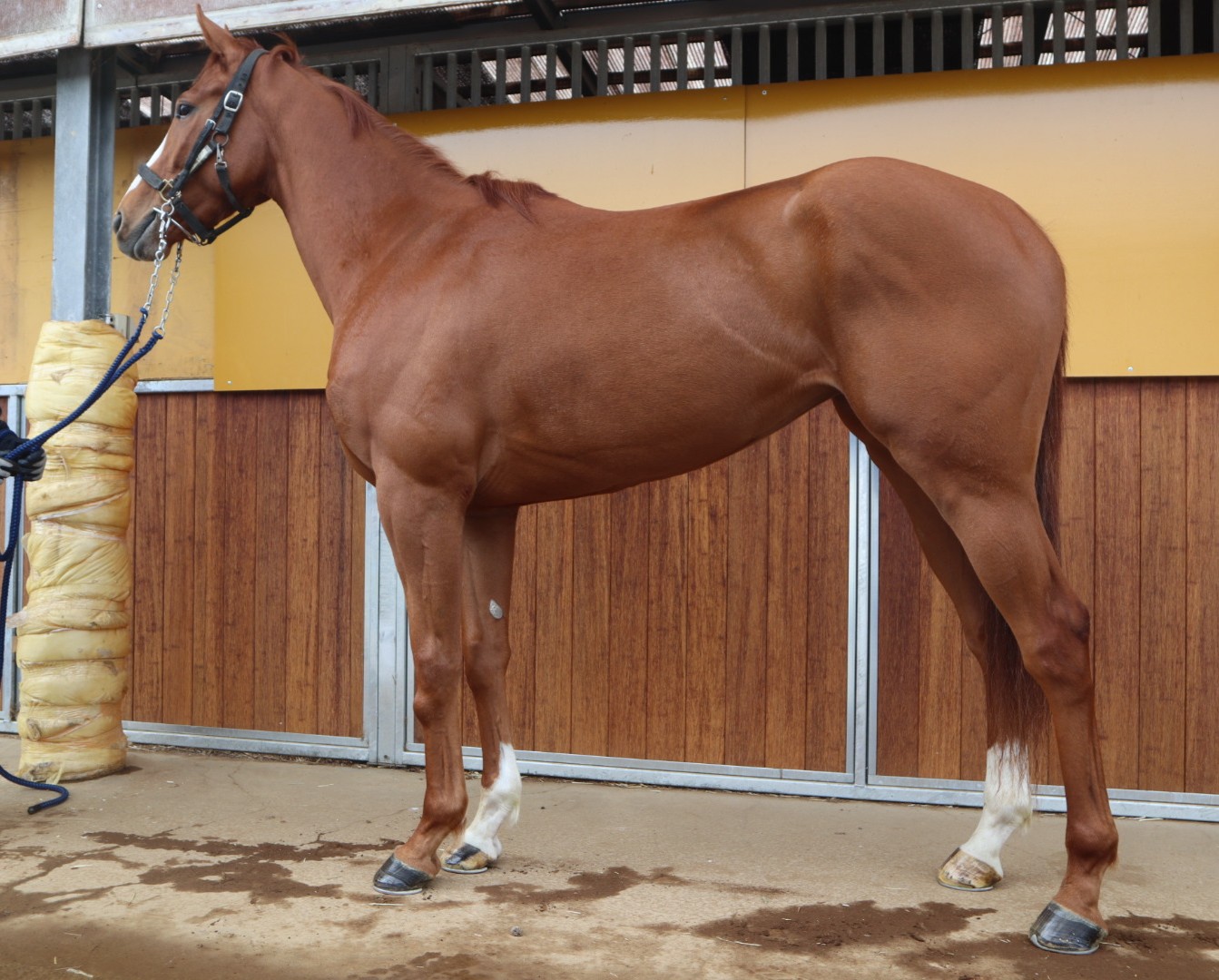 エアイナーン 牝3歳 ※中央競馬 登録抹消 | サラブレッド