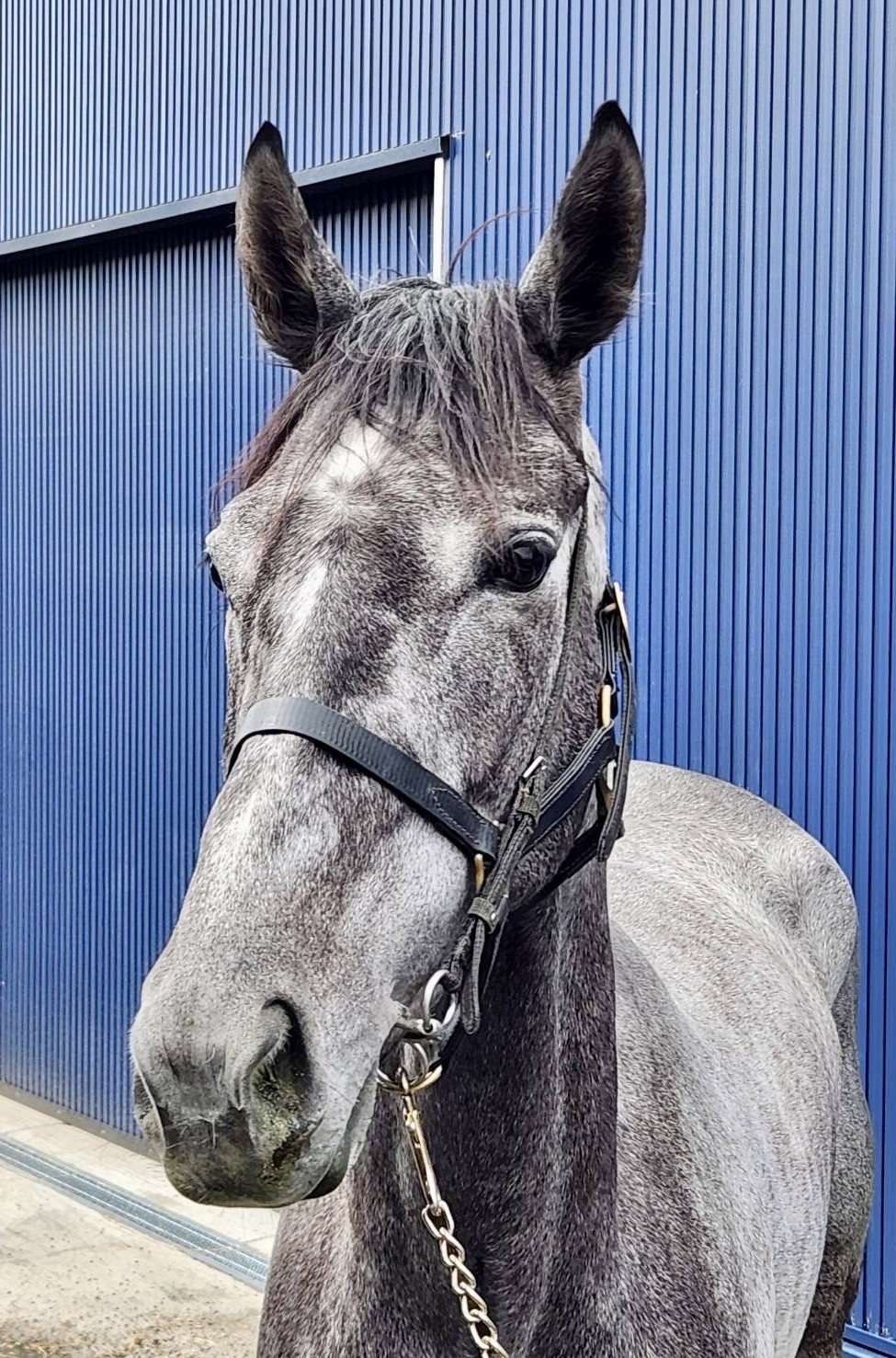 激レア 絶版 廃盤 写真集 ONTHETURF2 競馬 激レア 絶版 廃盤 写真集 ONTHETURF2 競馬