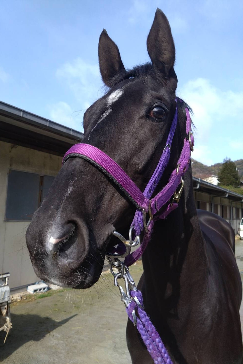 ユキノマリーナ 牝3歳 ※地方競馬 在籍 | サラブレッドオークション