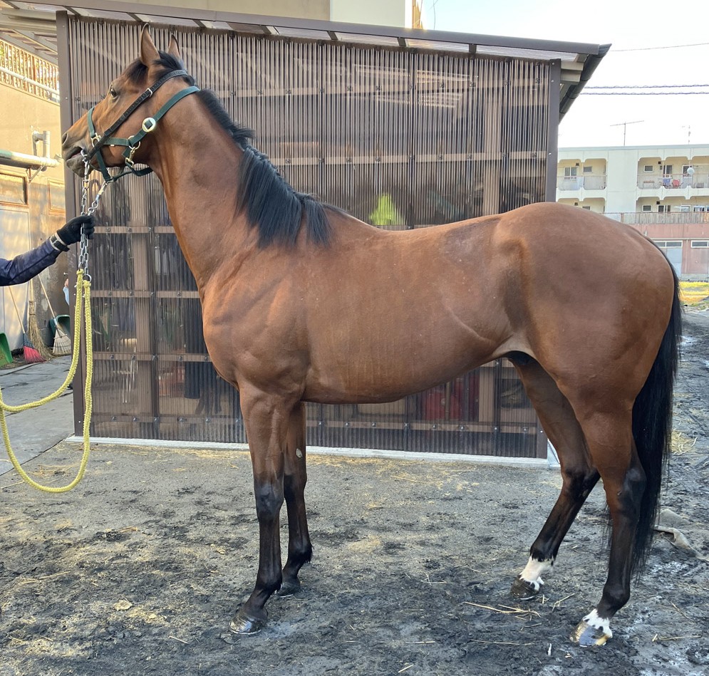 マインドマイワーズ 牡4歳 ※地方競馬 在籍 | サラブレッド