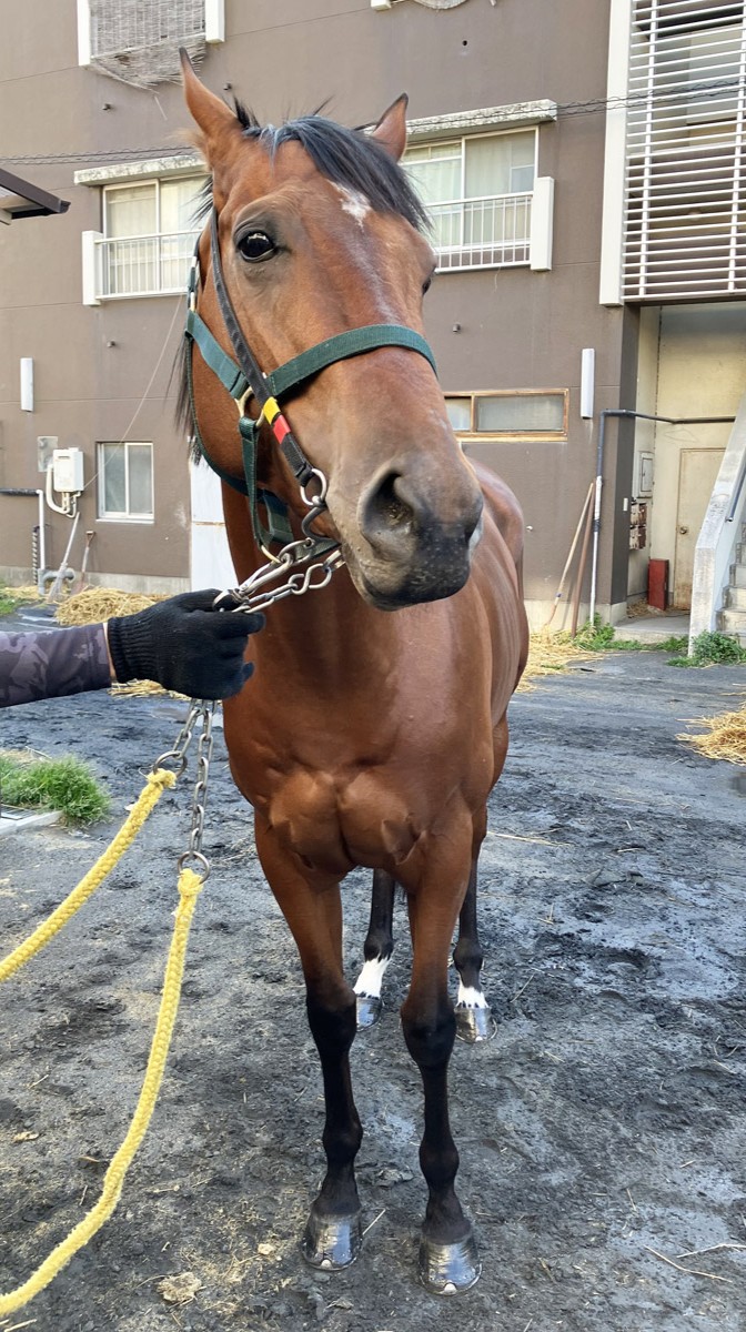 うままちページ マイネルグアンチェ Meiner Guanche 牡 5歳 ※地方競馬 在籍