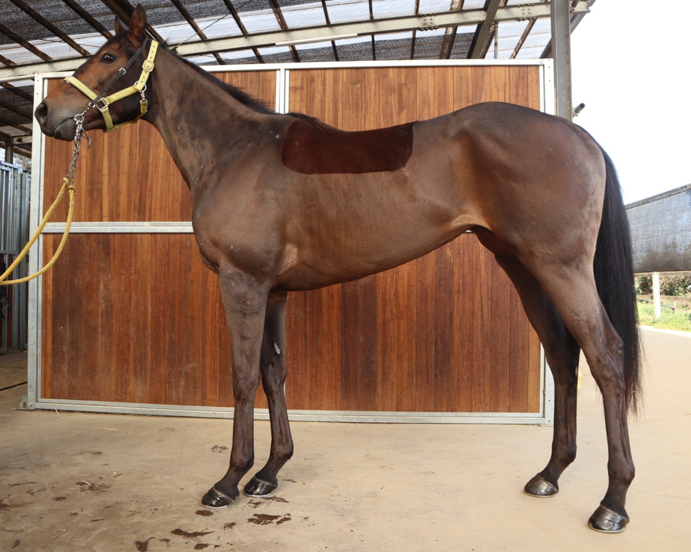 ウインティターニア 牝3歳 ※中央競馬 登録抹消 | サラブレッド