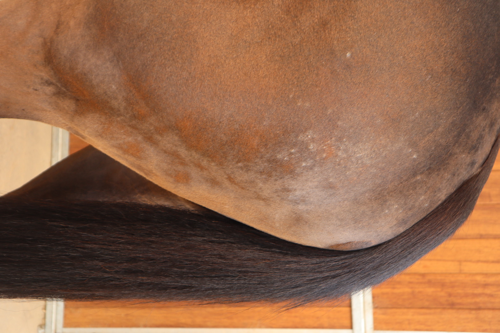 ウインティターニア 牝3歳 ※中央競馬 登録抹消 | サラブレッド