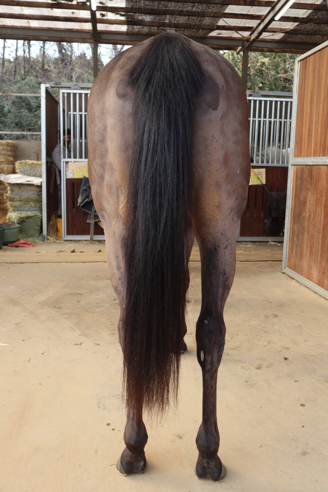 ウインティターニア 牝3歳 ※中央競馬 登録抹消 | サラブレッド