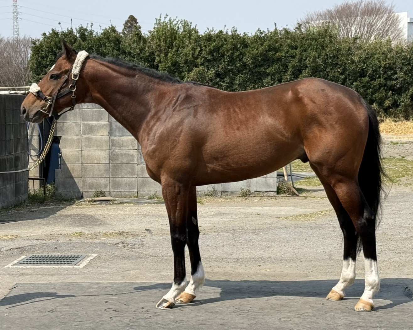 エクトゥシュタール 牡5 ※中央競馬 登録抹消 | サラブレッド