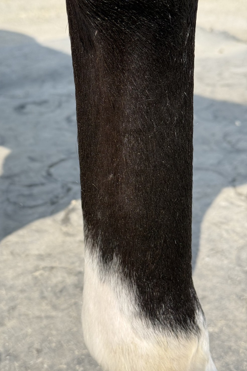 エクトゥシュタール 牡5 ※中央競馬 登録抹消 | サラブレッド エクトゥシュタール 牡5 ※中央競馬 登録抹消 | サラブレッド