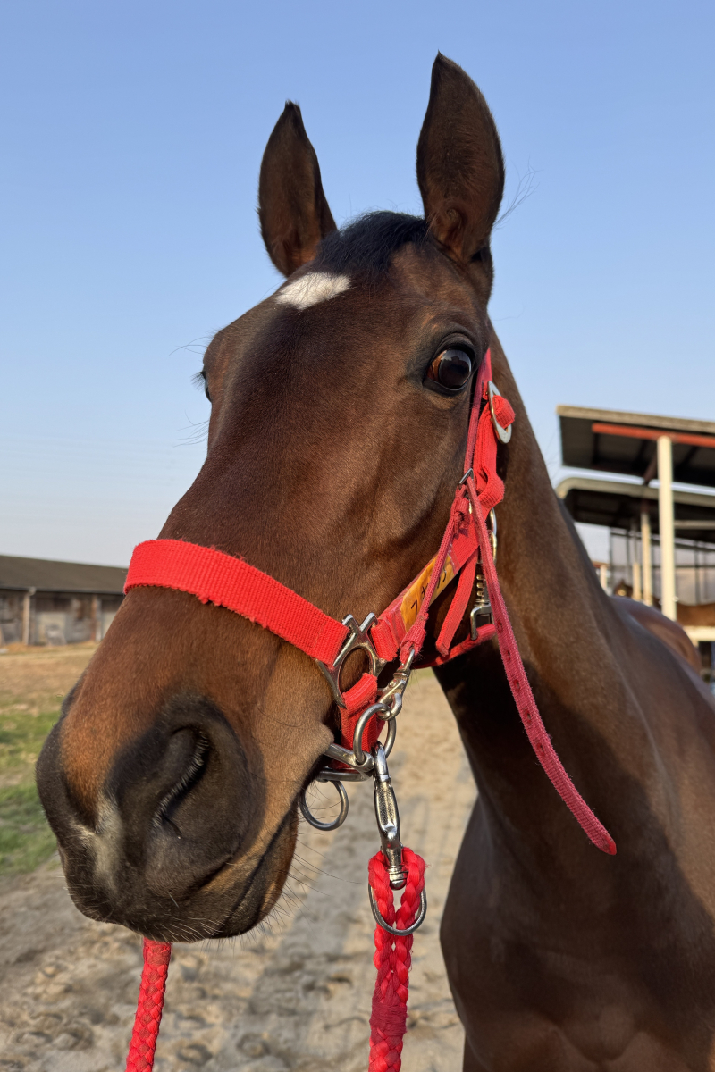 キラン 牝4 ※地方競馬 在籍 | サラブレッドオークション