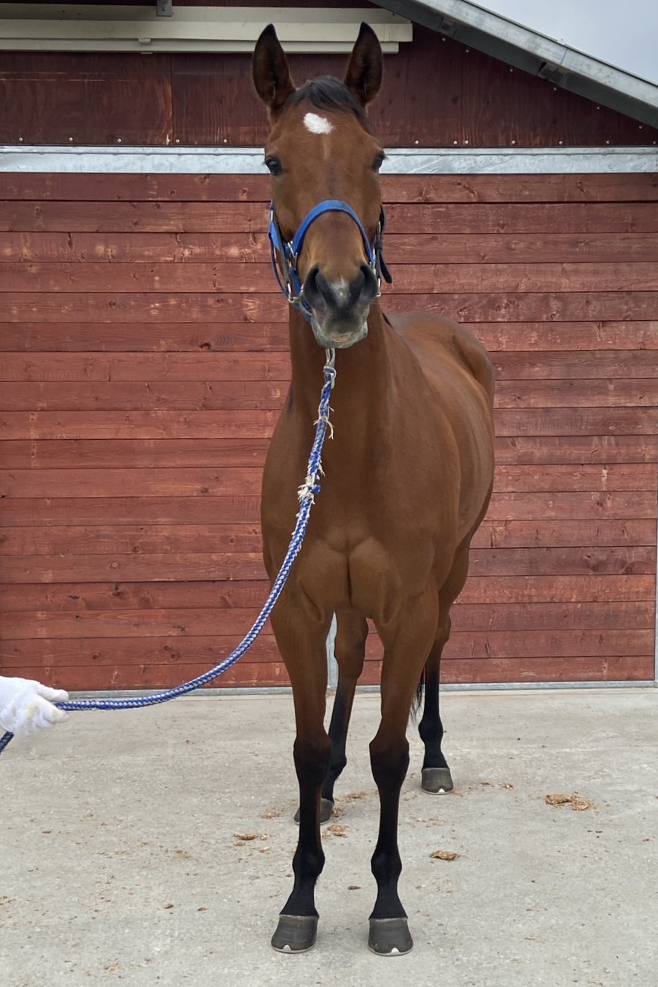 サザンウィンド 牝4 ※地方競馬 在籍 | サラブレッドオークション