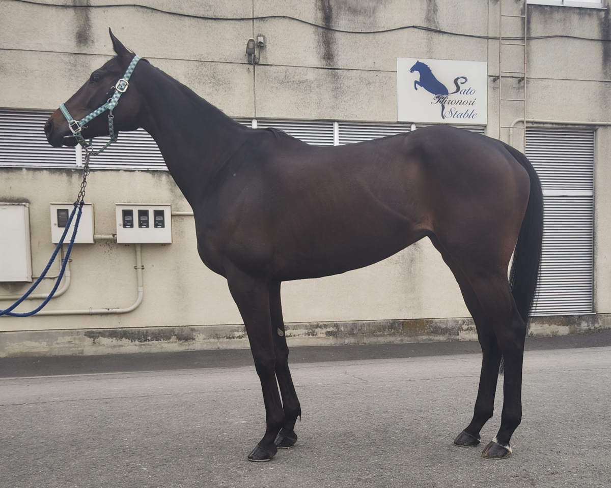 おすすめ ※地方競馬 牝7 ワンラヴ 在籍 サラブレッドオークション | 人文