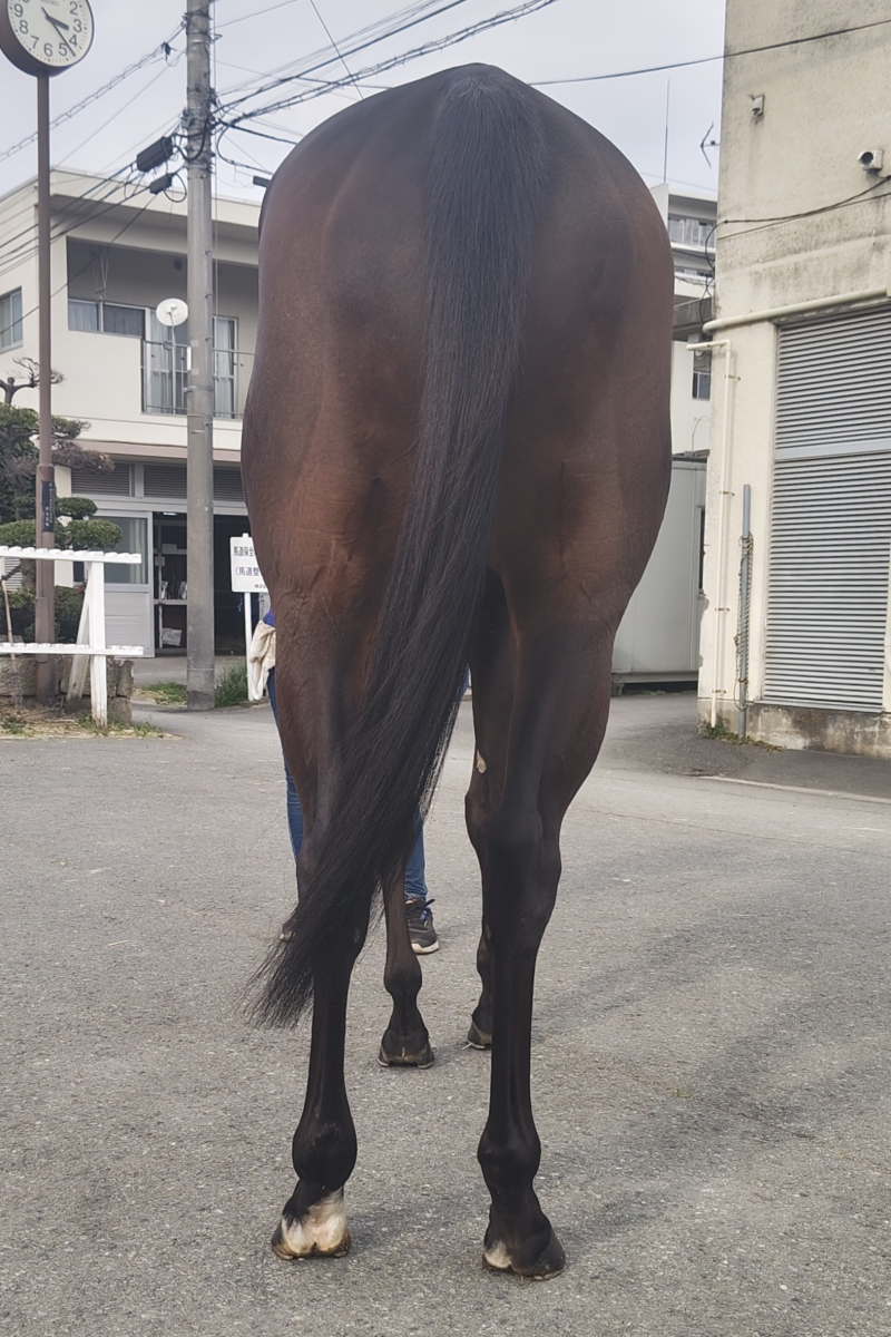 ワンラヴ 牝7 ※地方競馬 在籍 | サラブレッドオークション
