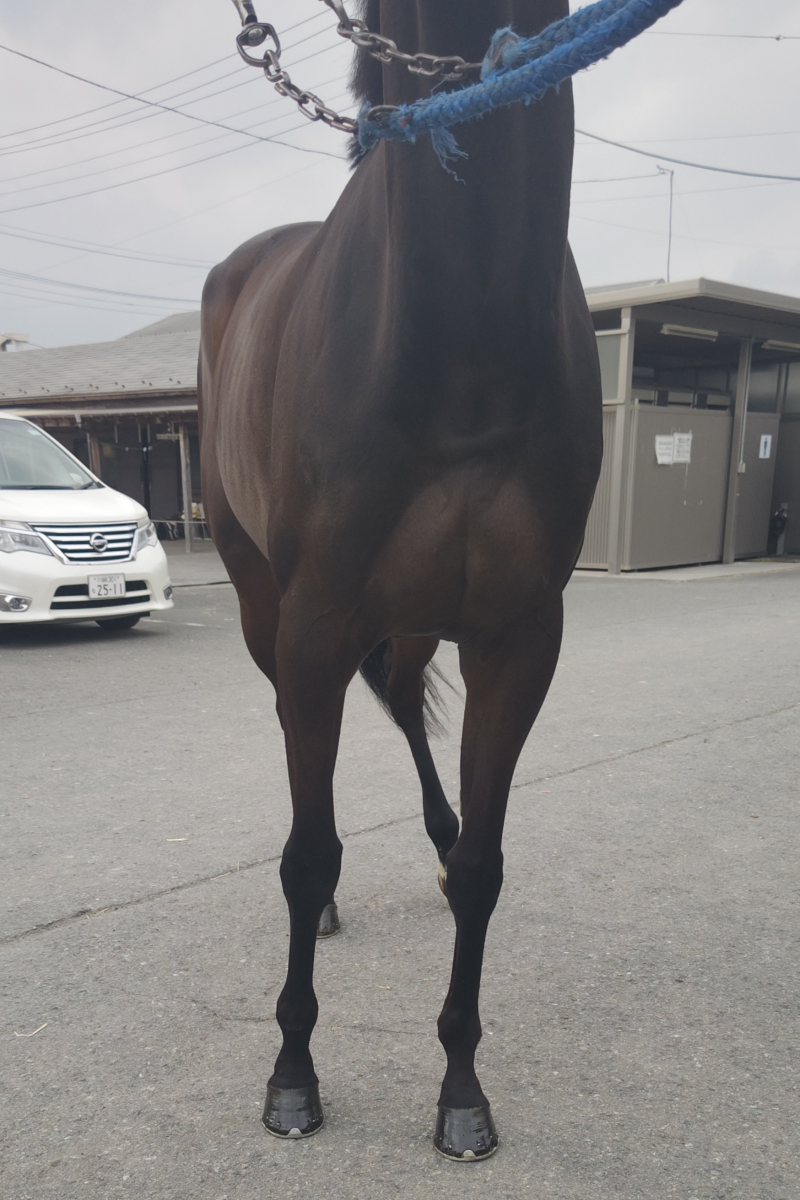 ワンラヴ 牝7 ※地方競馬 在籍 | サラブレッドオークション
