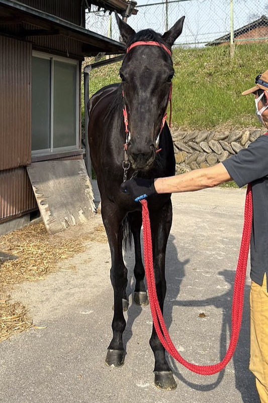 シャイニングキセキ 牝4 ※地方競馬 在籍 | サラブレッド