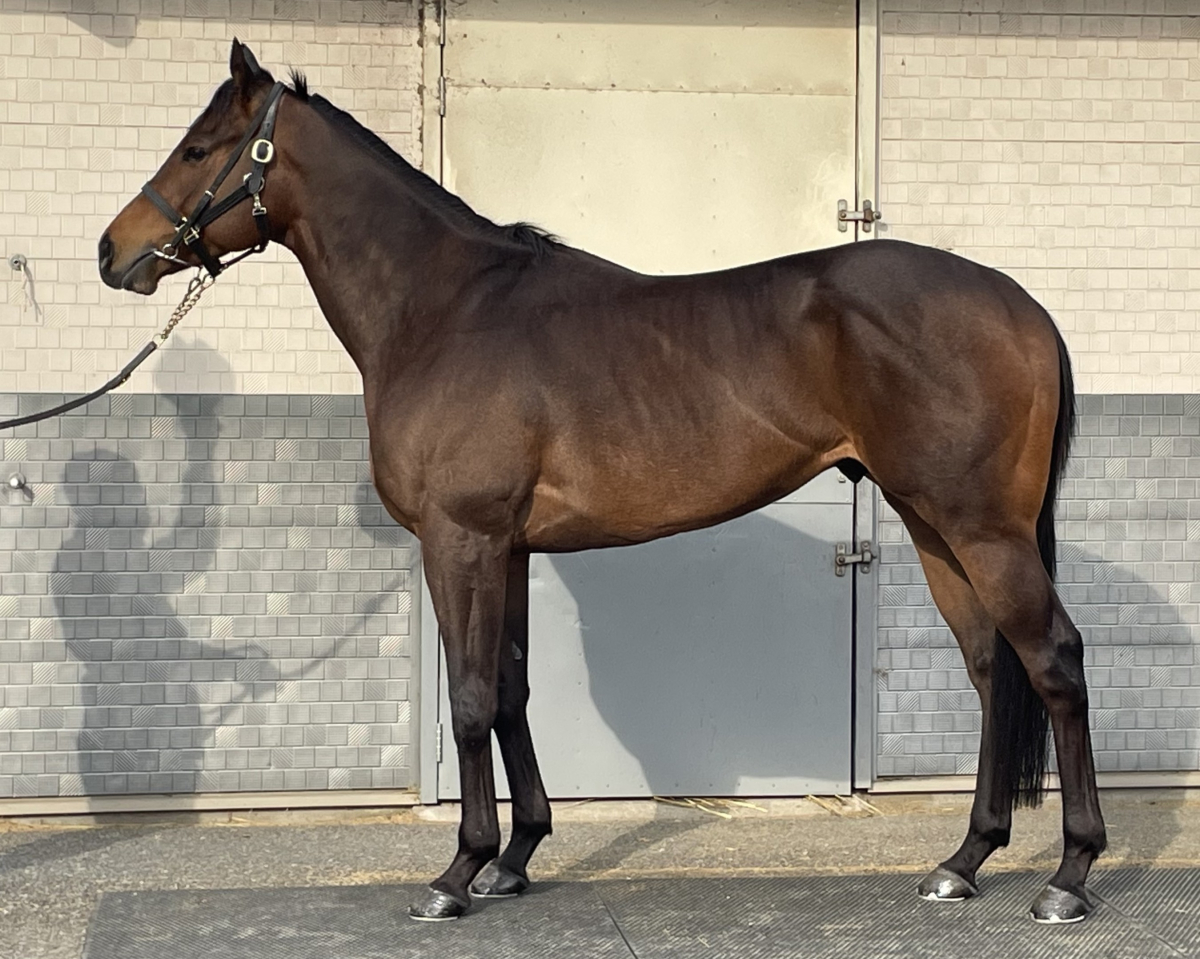 競走馬　THE VICTORY PLATINUM サラブレッド　未開封 競走馬 THE VICTORY PLATINUM サラブレッド 未開封 競走馬 THE