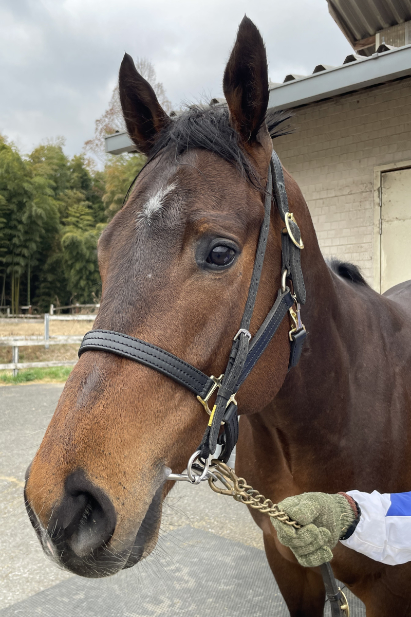 JRA　競馬　’91世界最強3歳馬アラジ号　写真（額入り） アラジャイ 牡3歳 ※地方競馬 在籍 | サラブレッドオークション