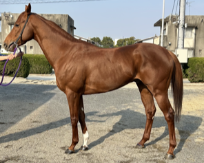 タキザクラ 牡4歳 ※地方競馬 在籍 | サラブレッドオークション
